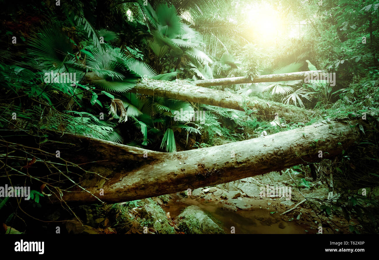 Surreale magia di bosco selvatico in dettagli. Inclinazione albero radici ricoperta da spessi muschio verde contro le piante esotiche sullo sfondo. La lussureggiante vegetazione di t Foto Stock