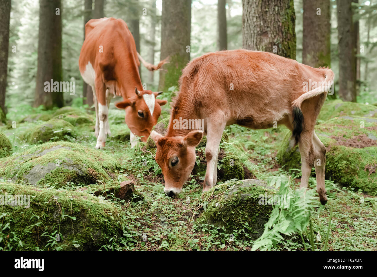Latte di mucca e di poco il pascolo di vitello, mangiare erba a prato estivo. Paesaggio pastorale con gli animali domestici in foresta di muschio. India Foto Stock