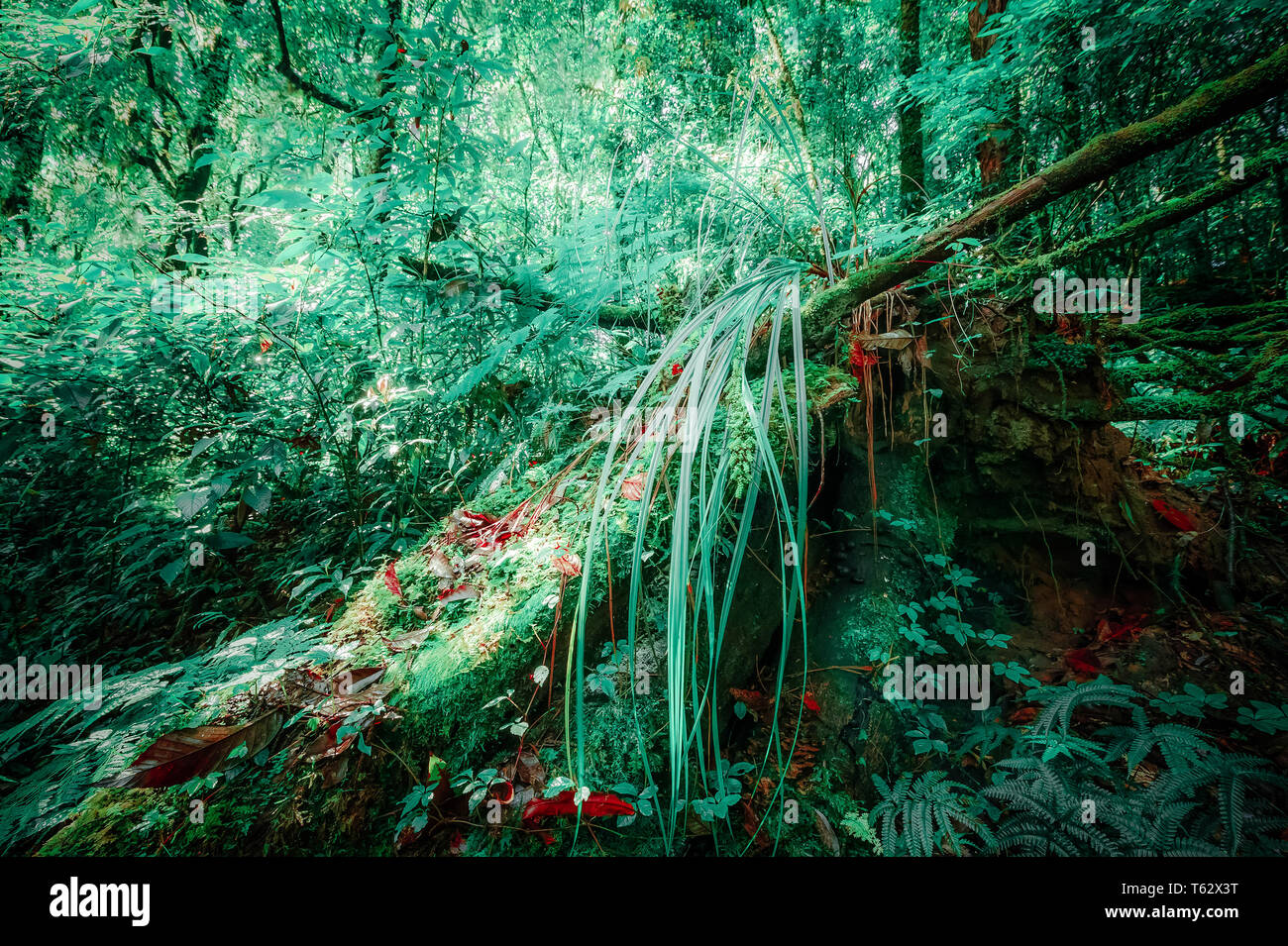 Wild pianta tropicale che cresce in deep mossy foresta di pioggia.bellezza surreale di alberi esotici. Doi Inthanon park, Thailandia sullo sfondo della natura Foto Stock