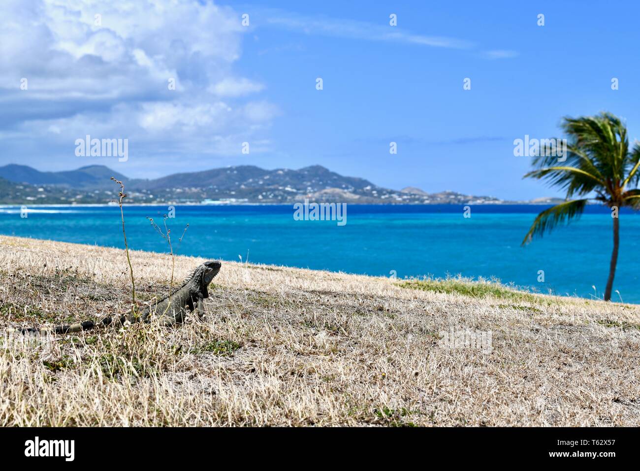 Iguana trovate sull'isola di St. Croix, Isole Vergini degli Stati Uniti Foto Stock