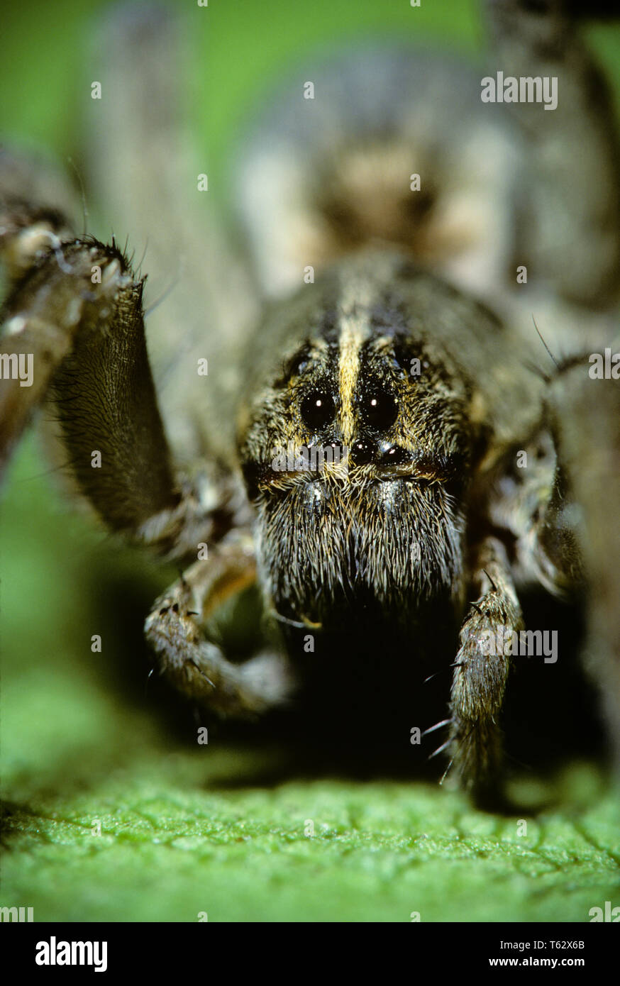 Anni Novanta WOLF SPIDER Lycosidae testa su gli occhi guardando la fotocamera - ki10498 VAL001 HARS AGILE Foto Stock