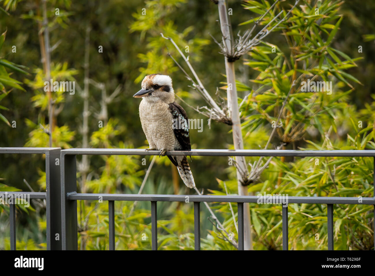 Kookaburra anche ridere Jackass, un uccello della sottofamiglia kingfisher, nativo di Australia e Nuova Zelanda arroccato su una recinzione metallica. Foto Stock