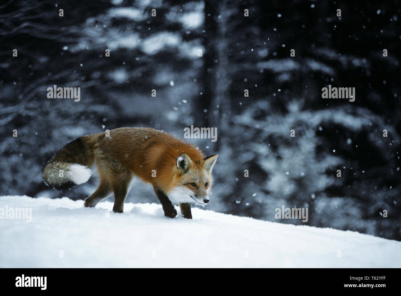 La volpe rossa Vulpes vulpes nel paesaggio invernale MONTANA - kz4287 ULR001 STAGIONE HARS Vulpes vulpes WILDLIFE PELLICCIA tempesta di neve Foto Stock