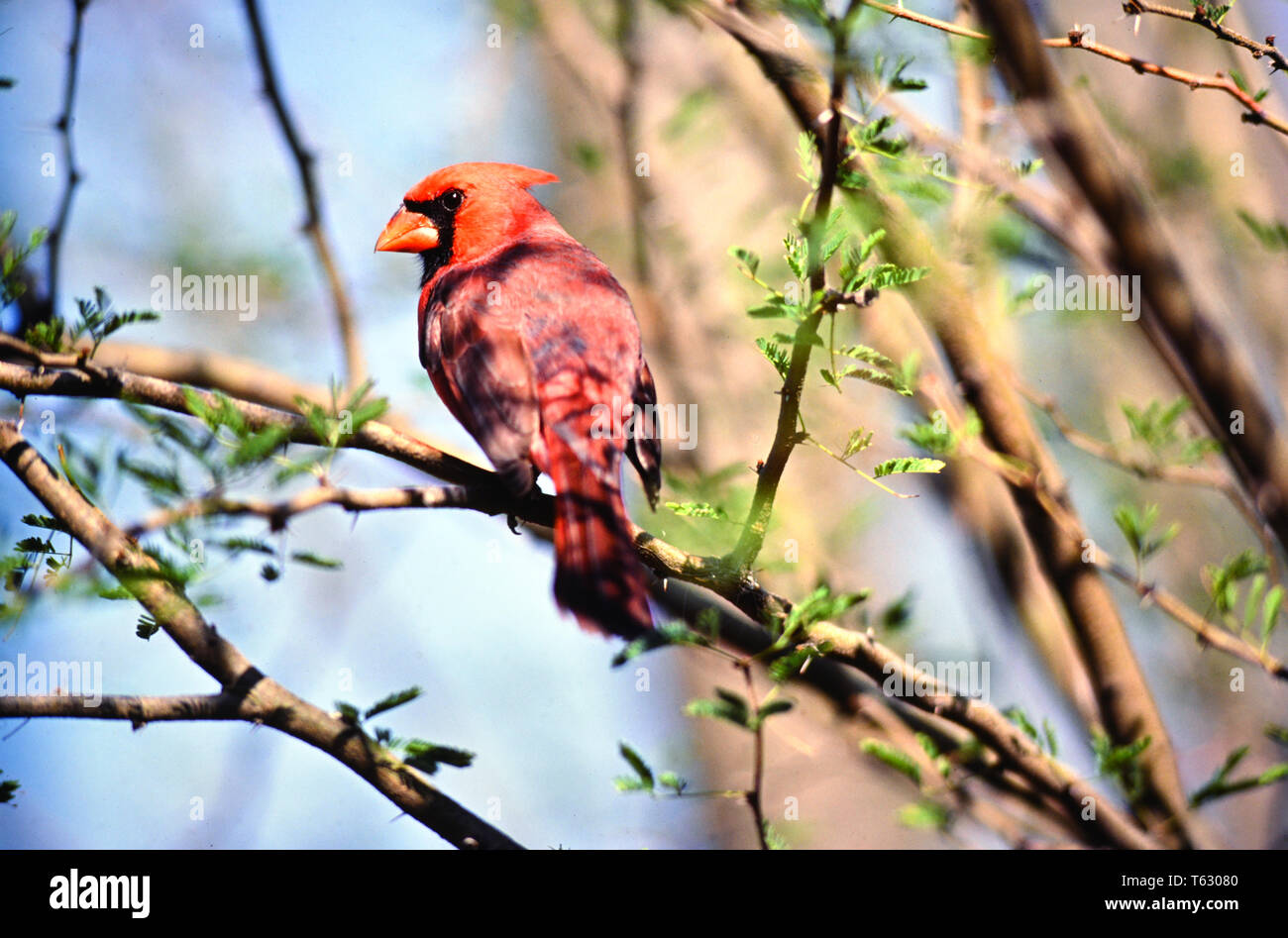 Il cardinale di uccelli nel deserto Foto Stock