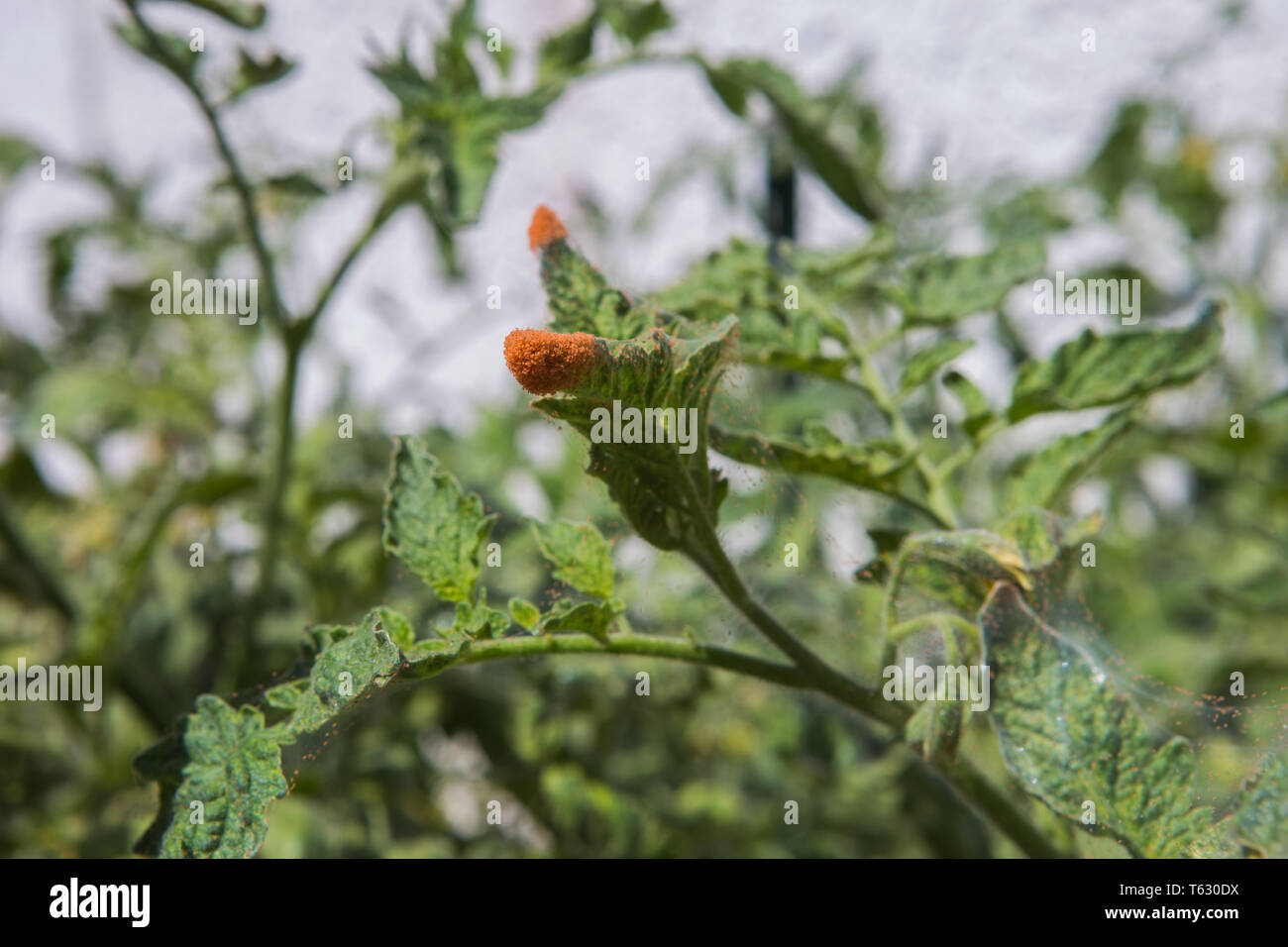 Acaro rosso è un minuscolo acaro della famiglia Tetranychidae che attacca una pianta di pomodoro. attacca entrambe le foglie di piante e di fiori piante del cuscinetto. Foto Stock