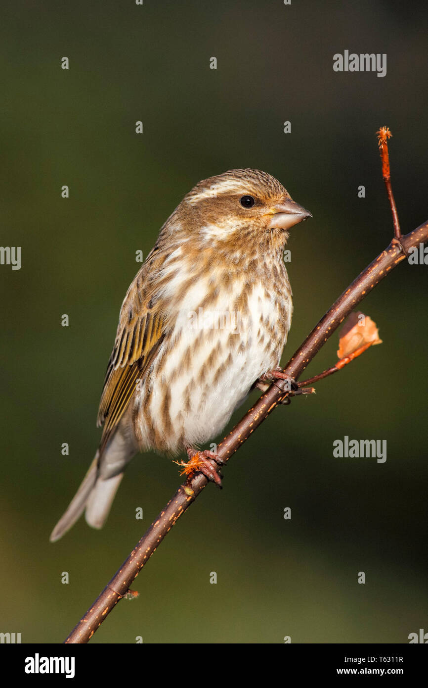 Viola finch, Carpodacus purpureus, femmina preched sul ramoscello in inverno, Nova Scotia, Canada Foto Stock
