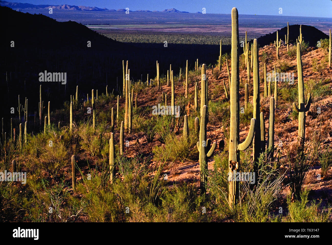 Cactus del Saguaro Foto Stock