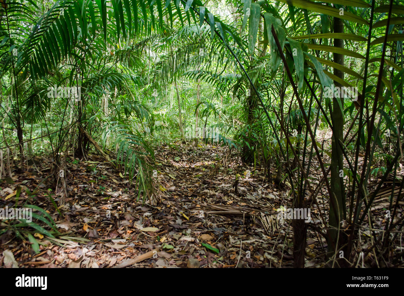 Il Palm Grove nella foresta pluviale panamense del Camino de Cruces National Park Foto Stock