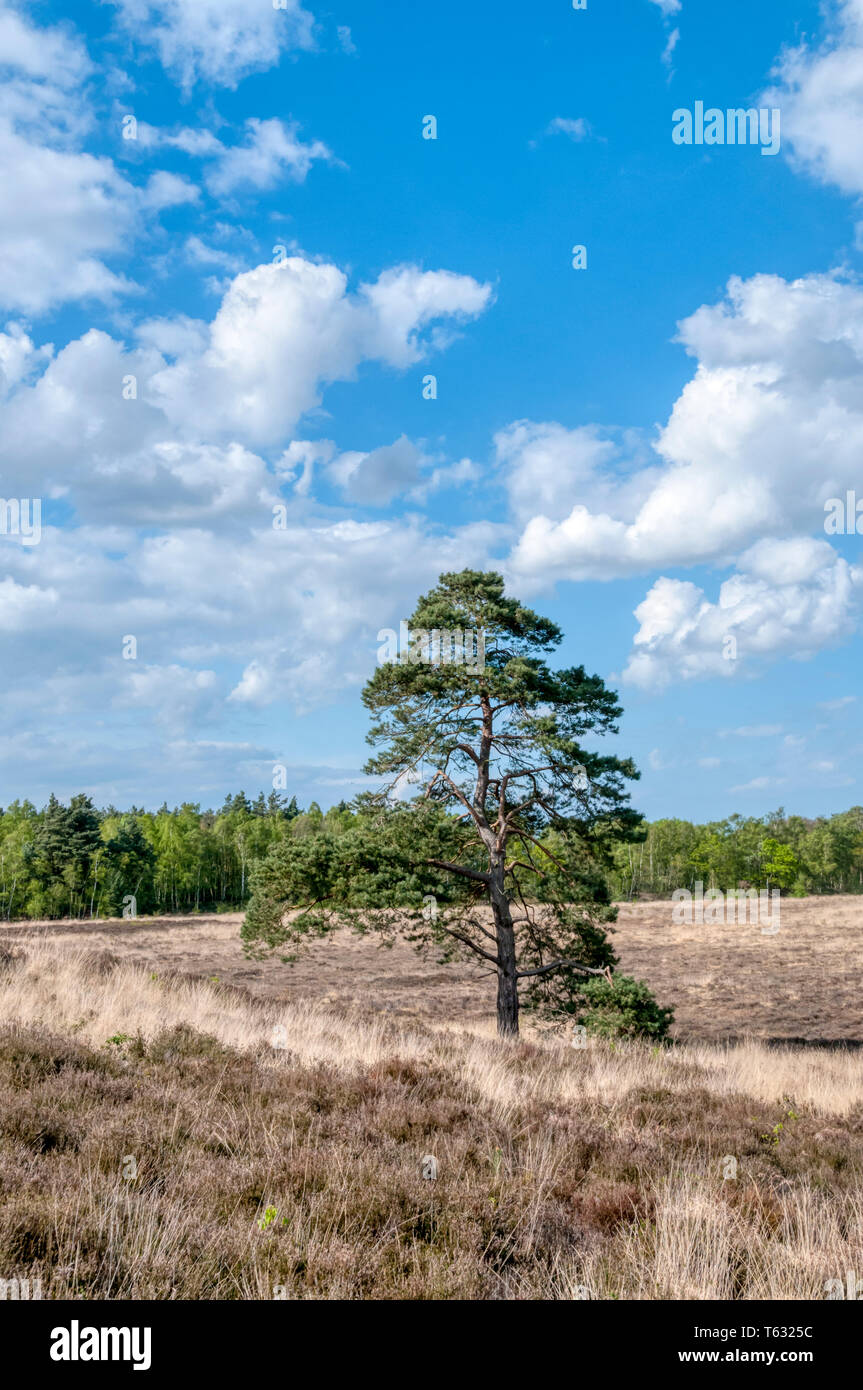 Pino silvestre, Pinus sylvestris, in Dersingham Bog, Norfolk. È il più grande esempio di residuo di acido valle habitat palustri in East Anglia. Foto Stock