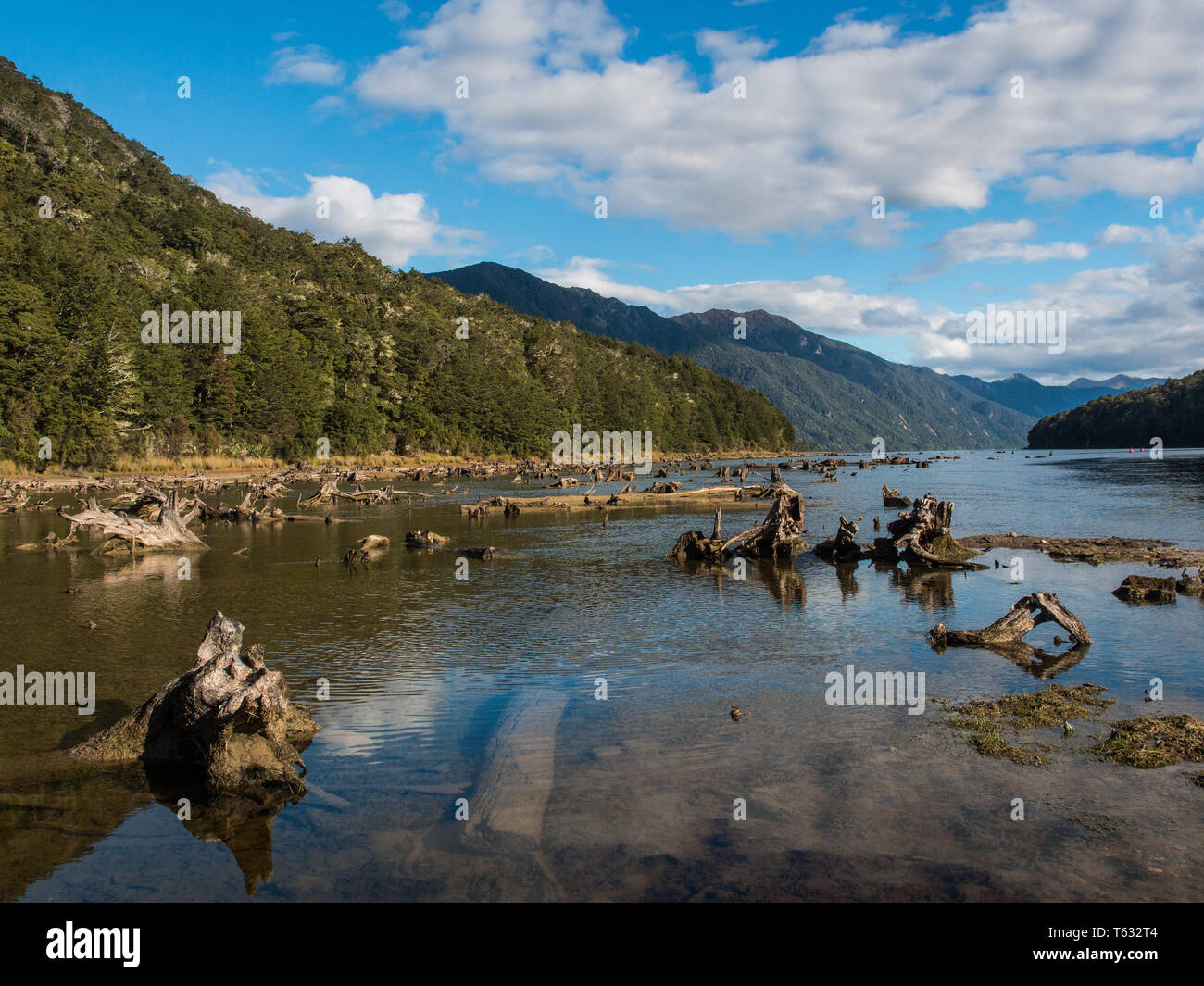 Ceppi di alberi della foresta soffocata dal livello del lago salire per hydro della generazione di energia elettrica, Lago Monowai, Parco Nazionale di Fiordland, Southland, Nuova Zelanda Foto Stock