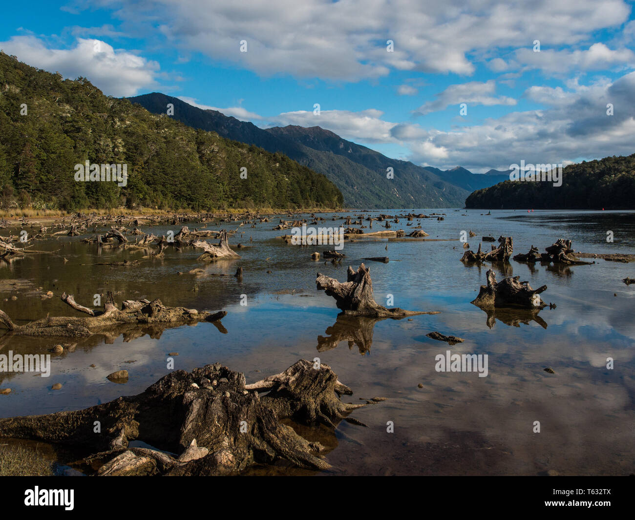 Ceppi di alberi della foresta soffocata dal livello del lago salire per hydro della generazione di energia elettrica, Lago Monowai, Parco Nazionale di Fiordland, Southland, Nuova Zelanda Foto Stock