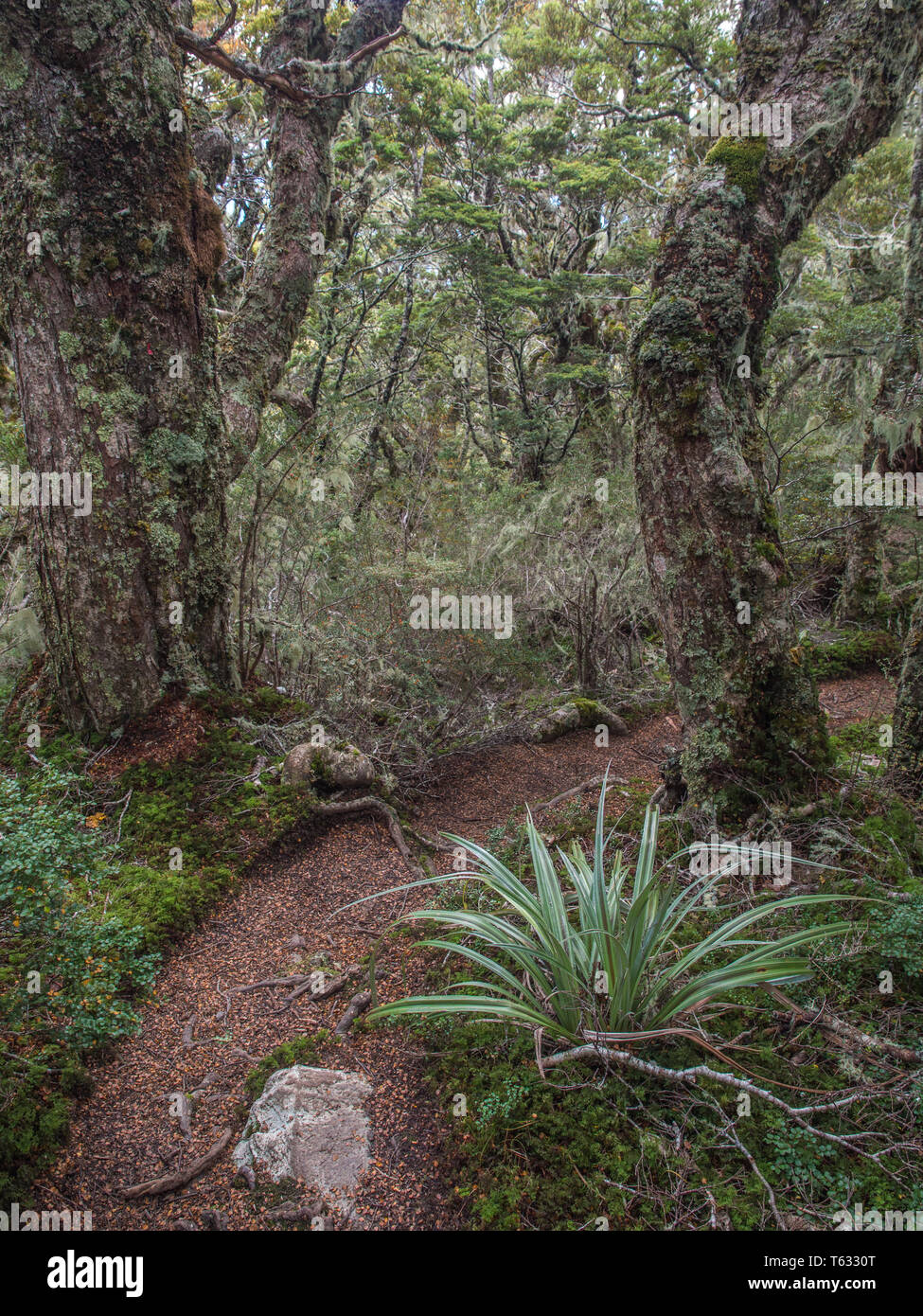 Argento del bosco di faggio, Mt ustioni via, Borland Road, Parco Nazionale di Fiordland, Southland, Nuova Zelanda Foto Stock
