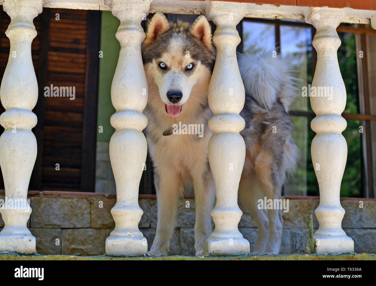 Bella Siberian Husky cerca attraverso il balcone Foto Stock