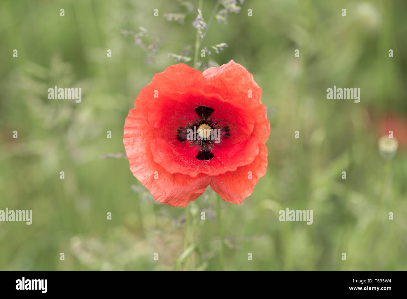 Close up di Papaver rhoeas II, bettern knowns come mais cucciolo o un cucciolo comune - catturato in Baviera, Germania. Rosso fiore in fiore. Foto Stock