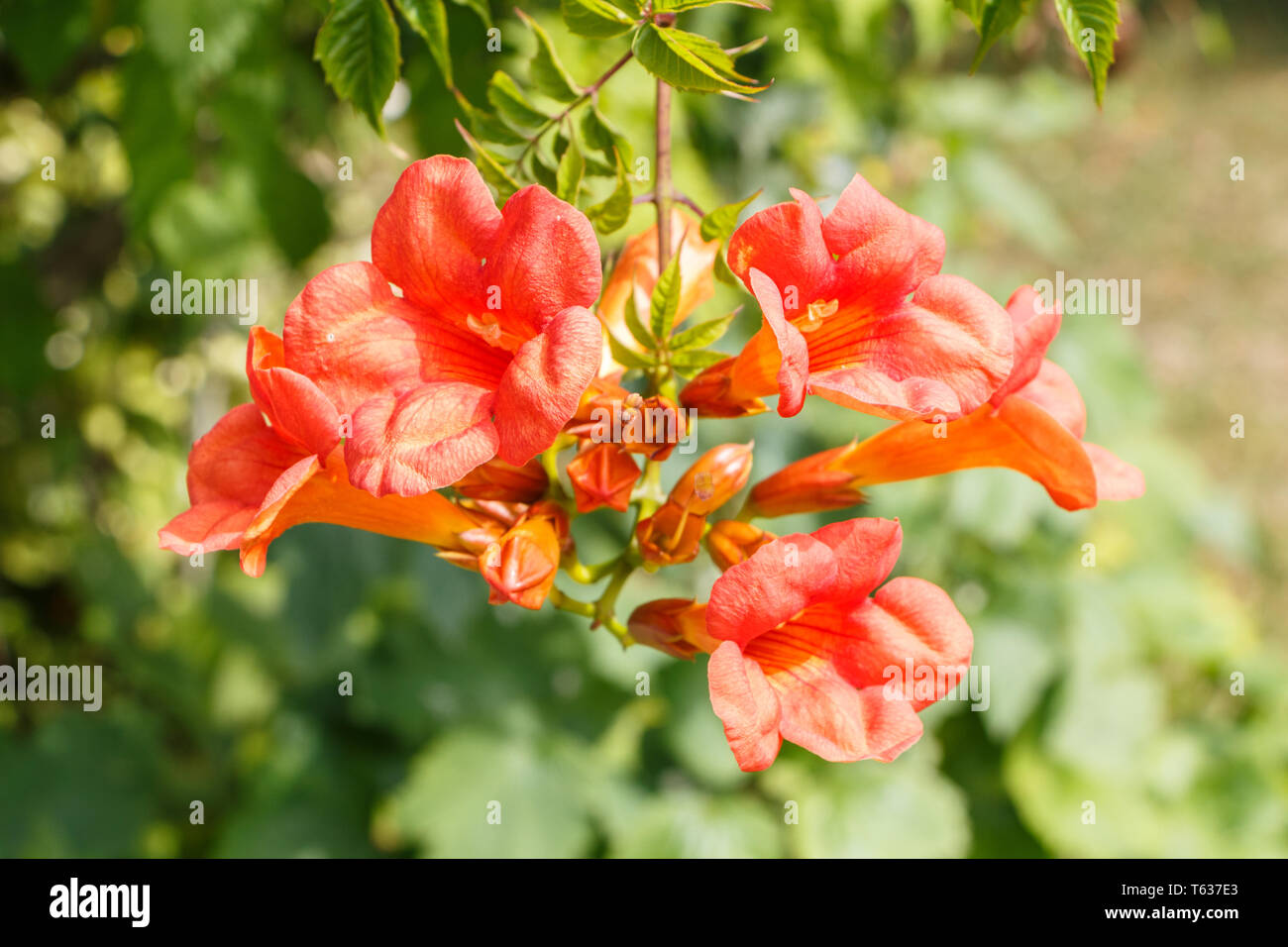 Orange tromba vine fiori in un giardino in estate Foto Stock
