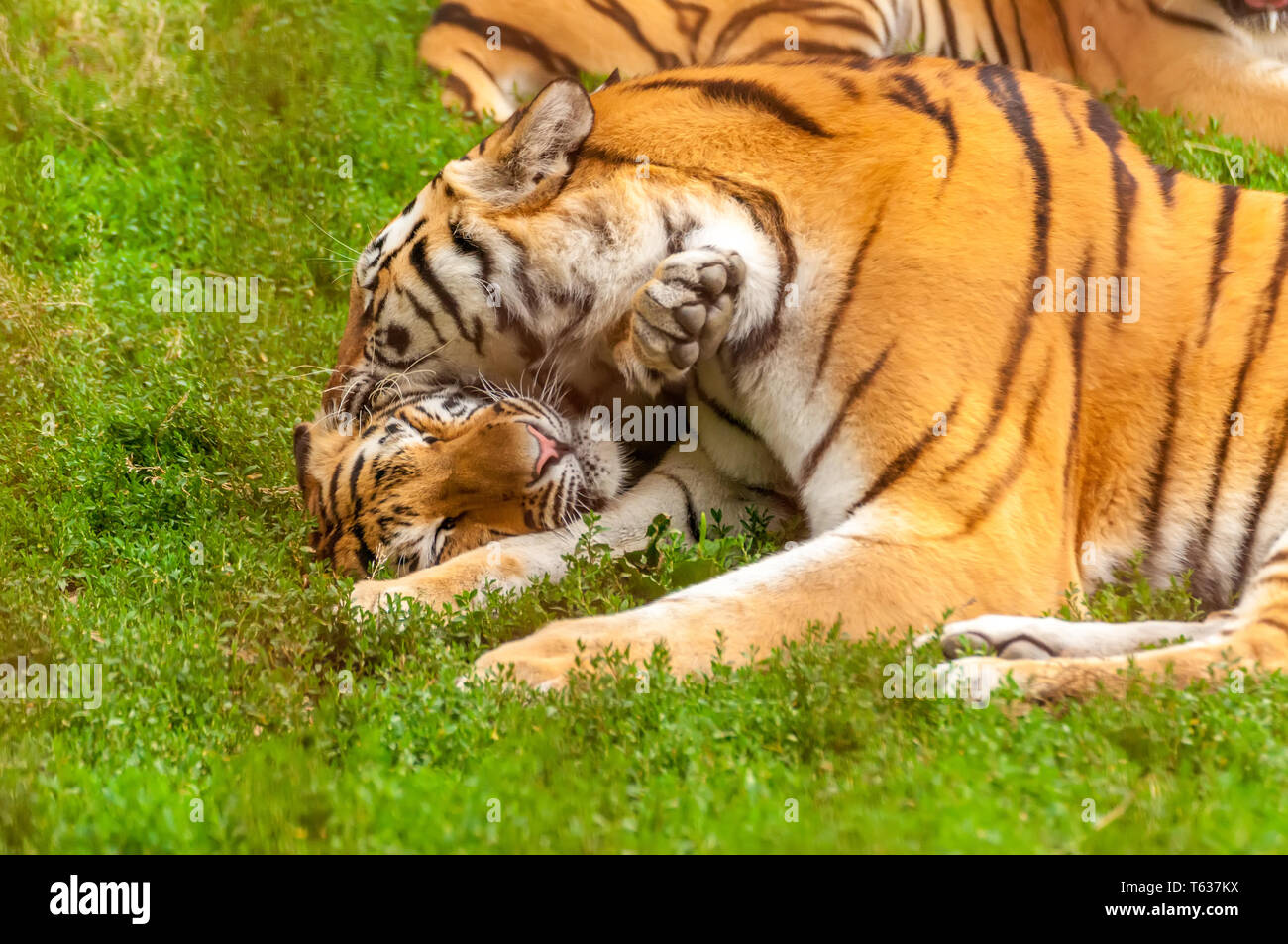 Vista sul Tigri amur giocando o combattendo in un zoo in una giornata di sole. Foto Stock