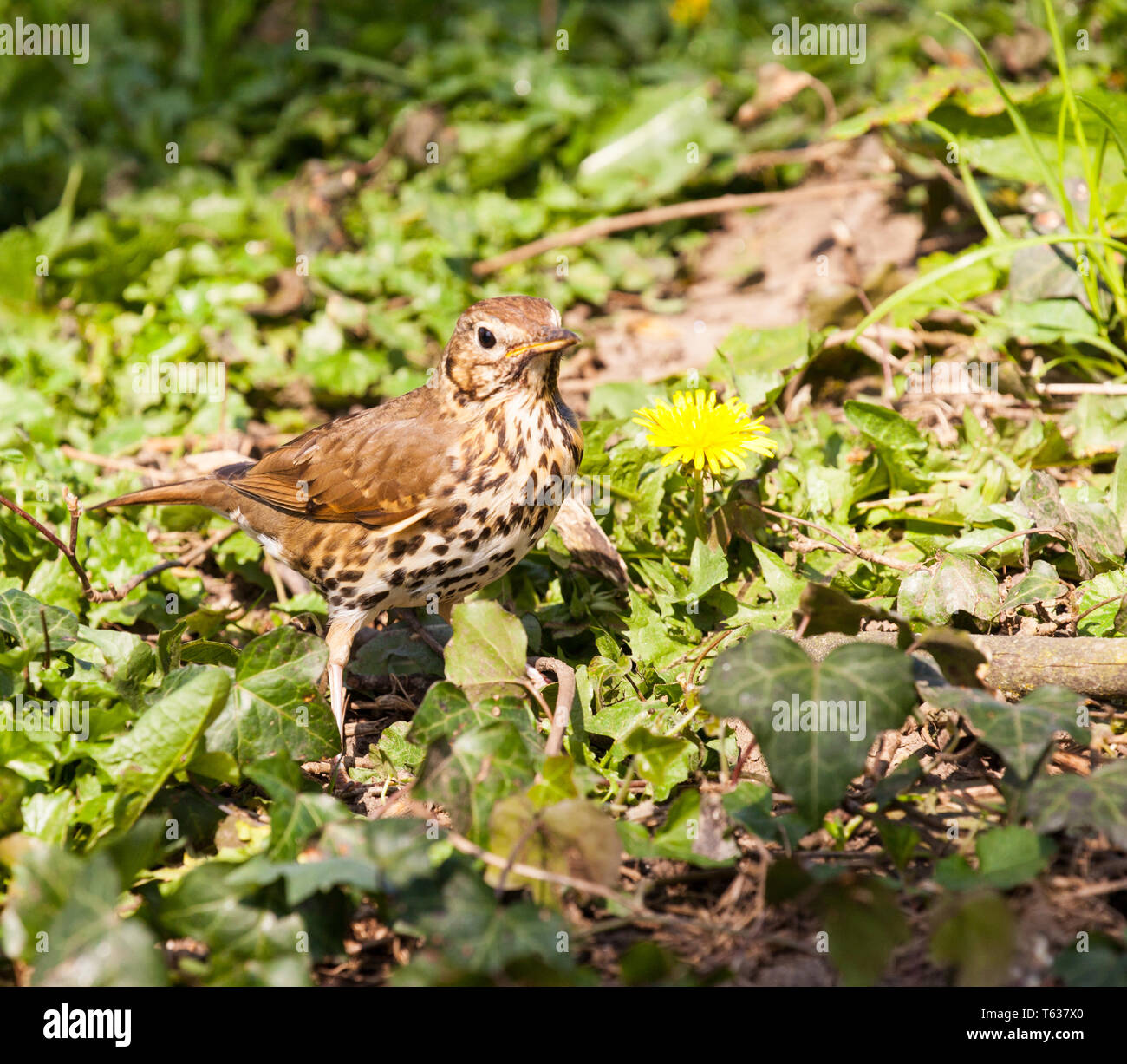 Bambini i tordi Turdidae; Rafinesque,nella campagna inglese in Inghilterra Foto Stock