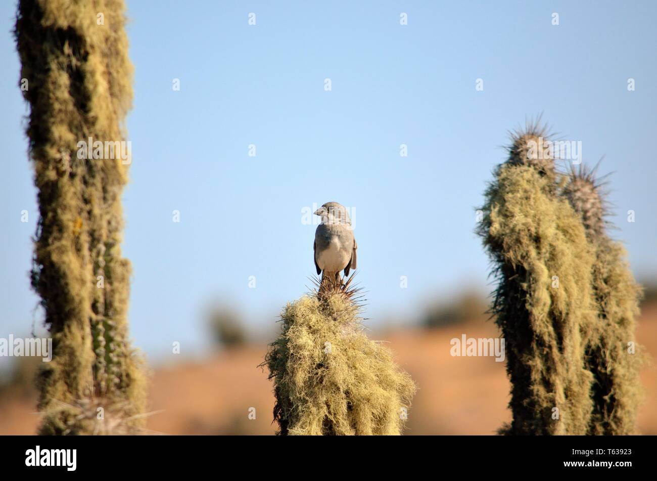 Uccello, il Deserto di Atacama, Cile Foto Stock