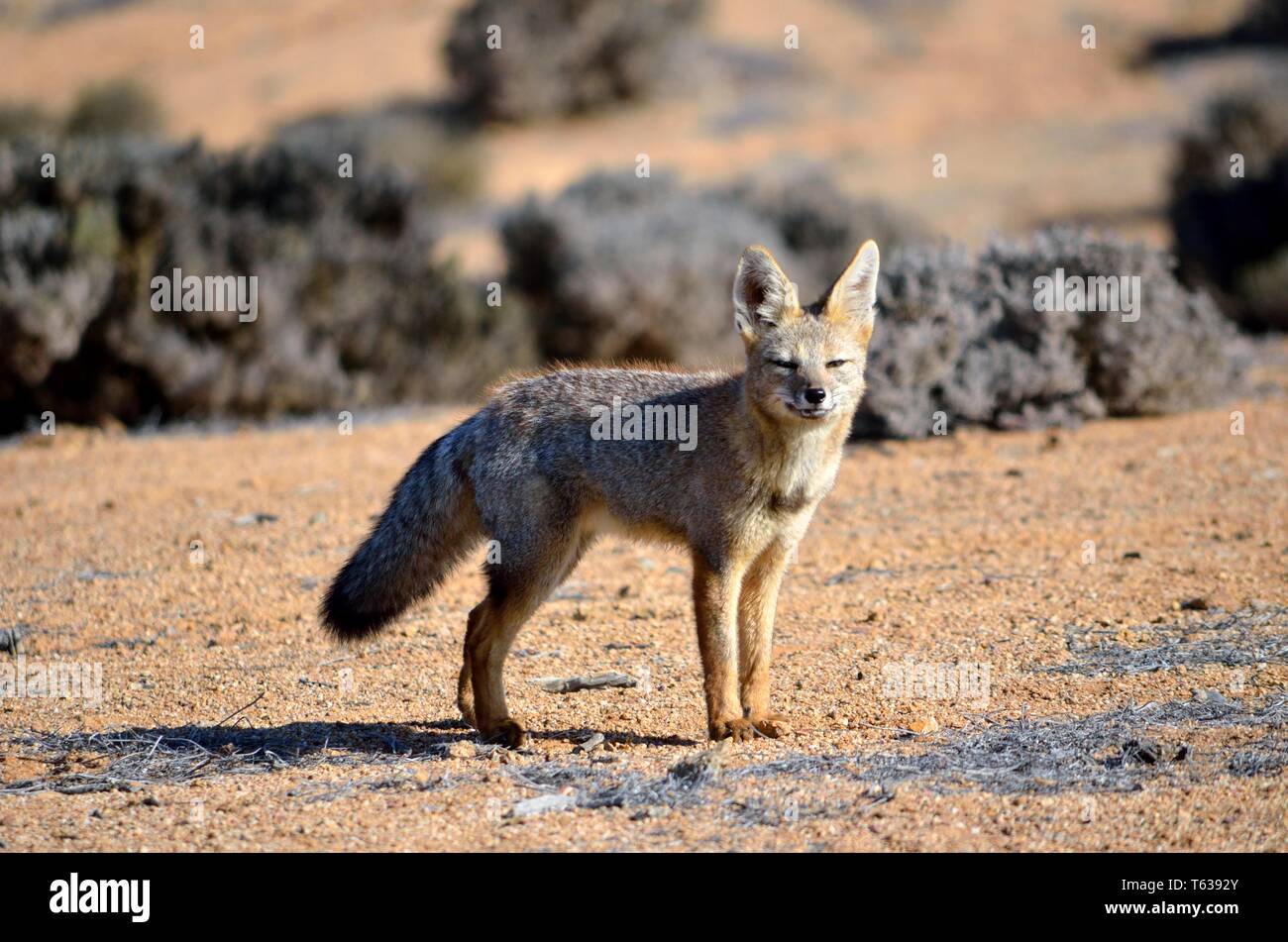 Culpeo Fox, Atacama, Cile Foto Stock