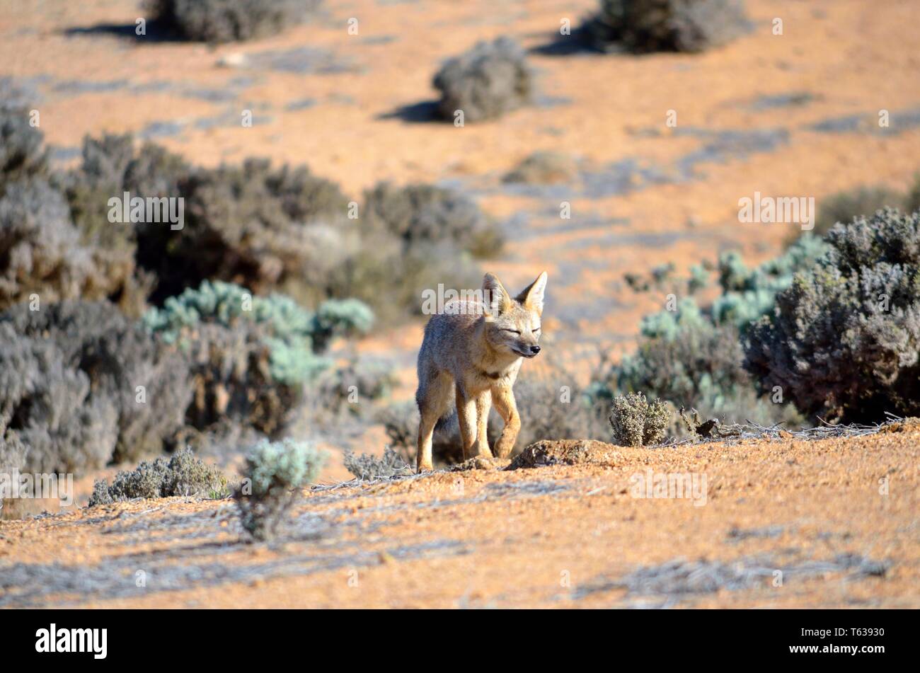 Culpeo Fox, Atacama, Cile Foto Stock