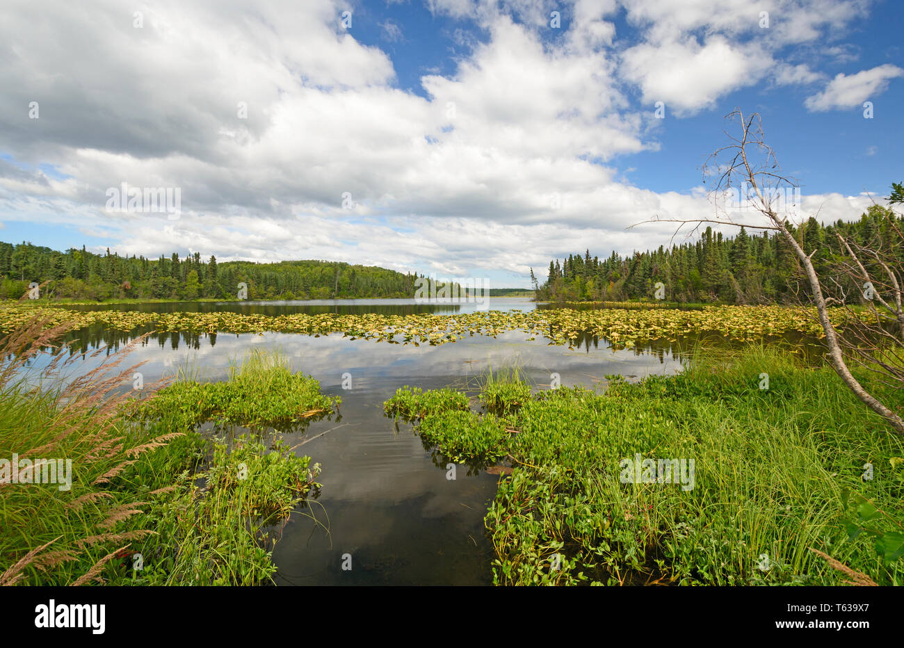 Canale stretto in abete rosso Lago Kenai Wildlife Refuge in Alaska Foto Stock