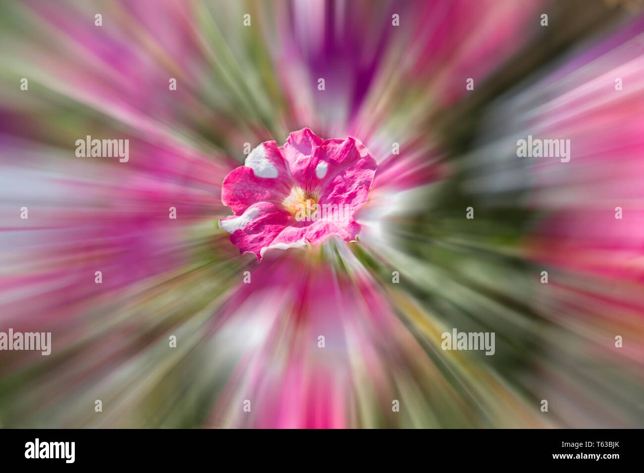 Modello di fiori di sfondo è realistico photo collage Foto Stock