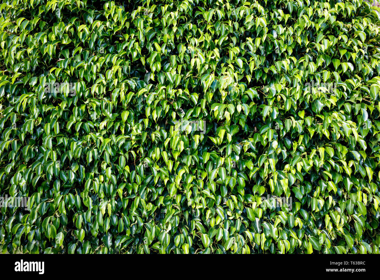 Foglie verde dello sfondo. Verde recinzione naturale. Foto Stock