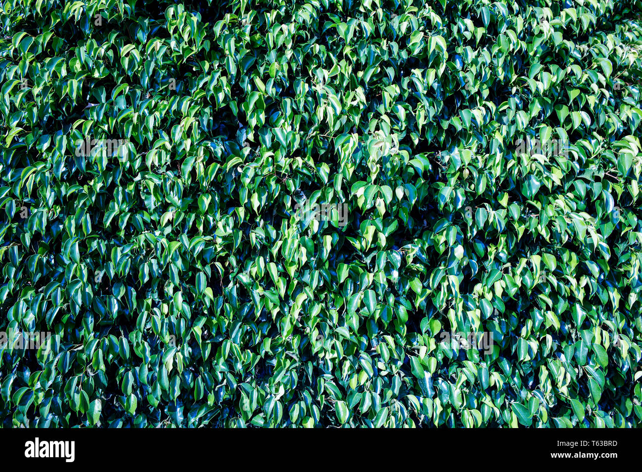 Foglie verde dello sfondo. Verde recinzione naturale. Foto Stock