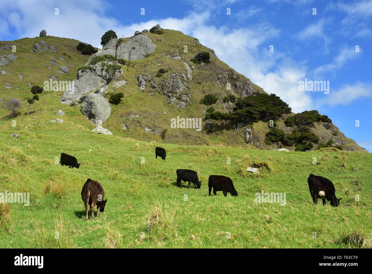 Piccola mandria di mucche al pascolo fresco verde erba nel paese collinare intorno Bushby testa nella zona di Whangarei. Foto Stock