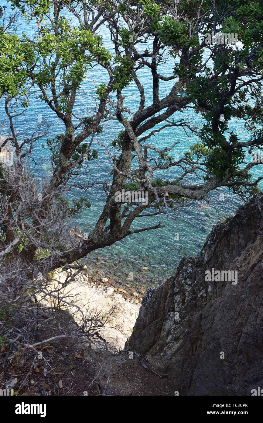 Ripida scogliera sotto nativo albero pohutukawa nel verde acqua del porto di Whangarei vicino Bushby testa. Foto Stock