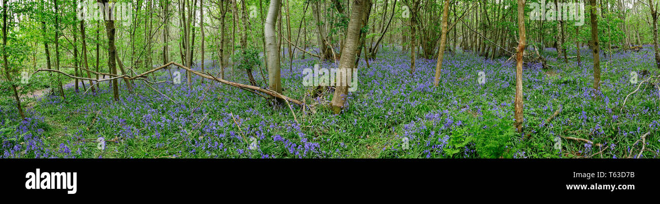 Bluebell wood nel North Downs vicino Ightham Kent REGNO UNITO Foto Stock