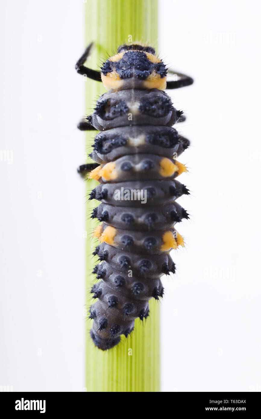 Marienkäfer Marienkäfer (Coccinella septempunctata) Foto Stock