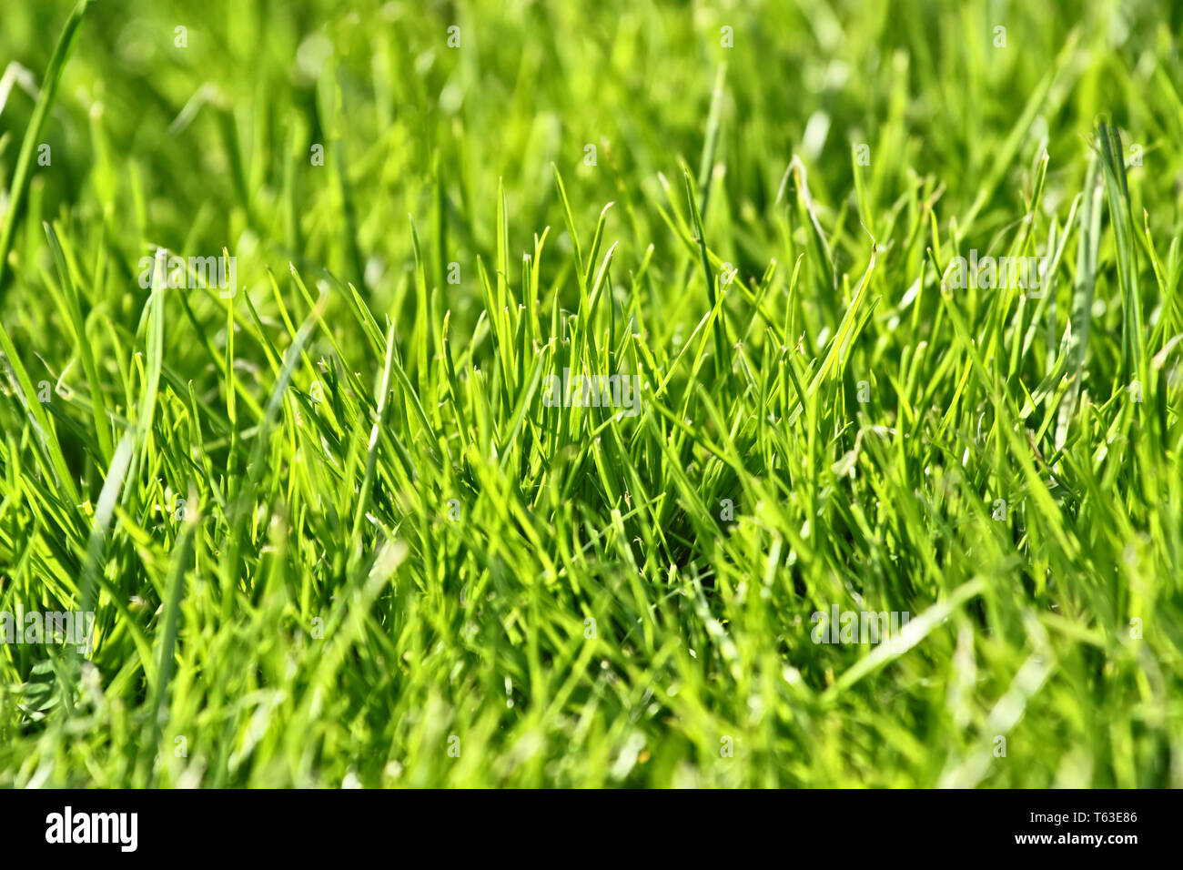 Foto di Nizza erba per lo sfondo Foto Stock