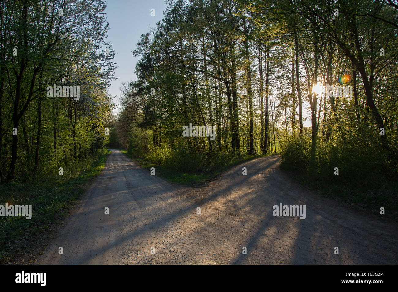 Due strade nella foresta illuminata dal sole - vista a molla Foto Stock