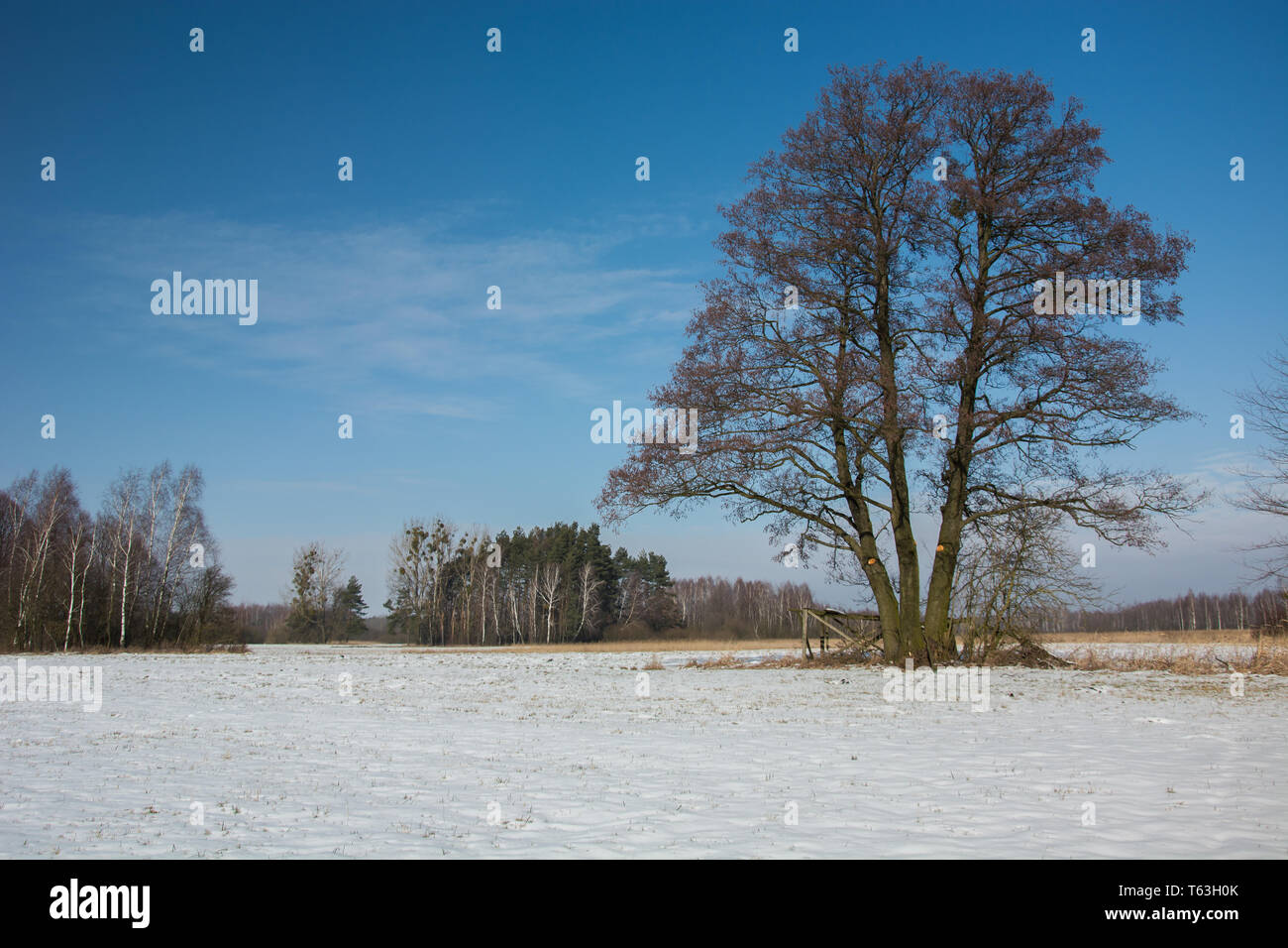 Grande albero su un prato nevoso e cielo blu - una soleggiata giornata invernale Foto Stock