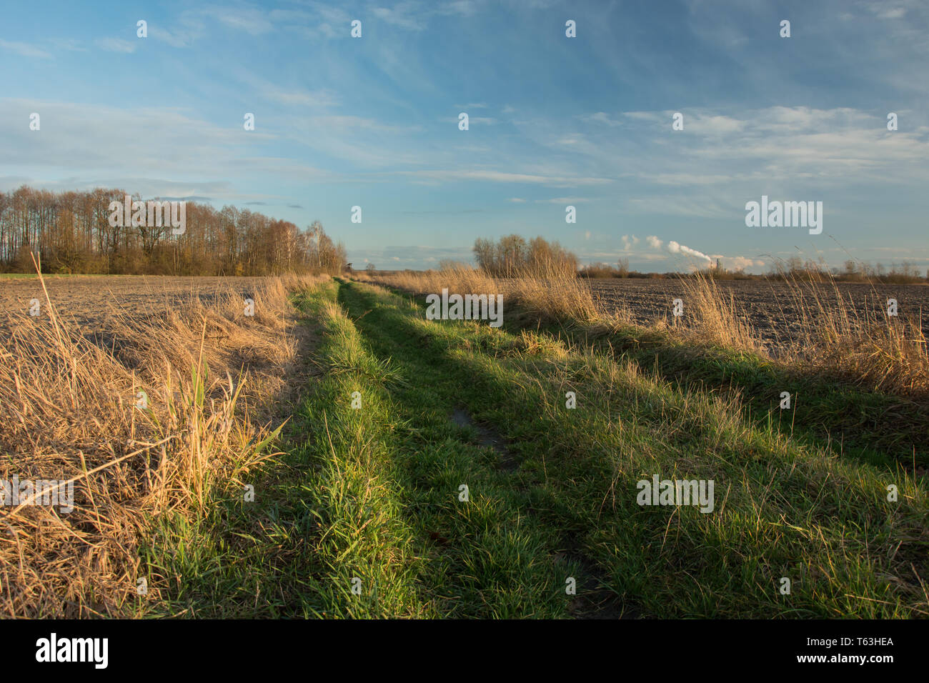 Strada rurale con erba, campi arati, un ceduo con alberi senza foglie e nuvole su un cielo blu Foto Stock
