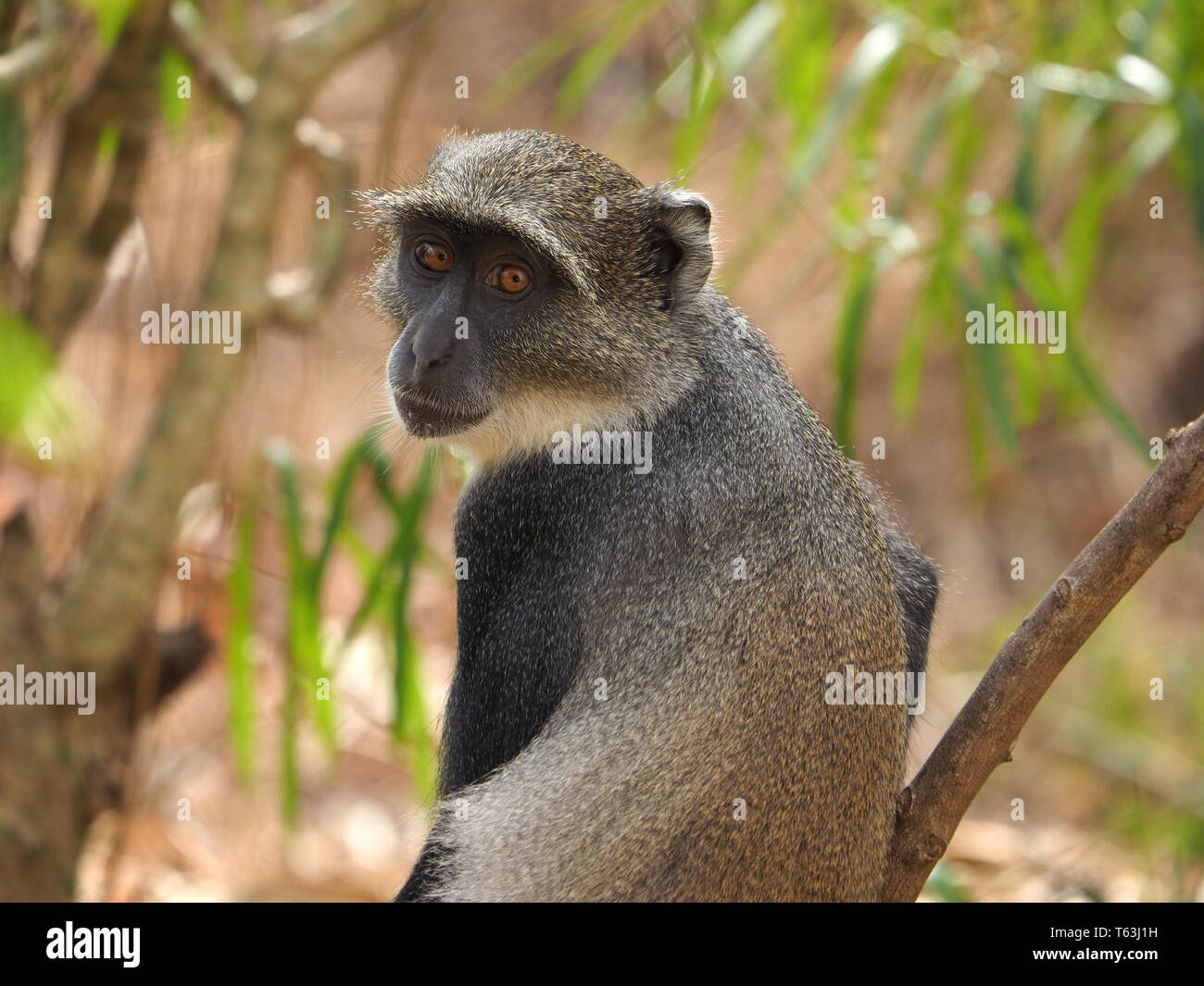 Unico Sykes monkey/ bianco-throated monkey (Cercopithecus albogularis) guardando indietro nel Arabuko Sokoke Forest Riserve a Watamu, Kenya, Africa Foto Stock