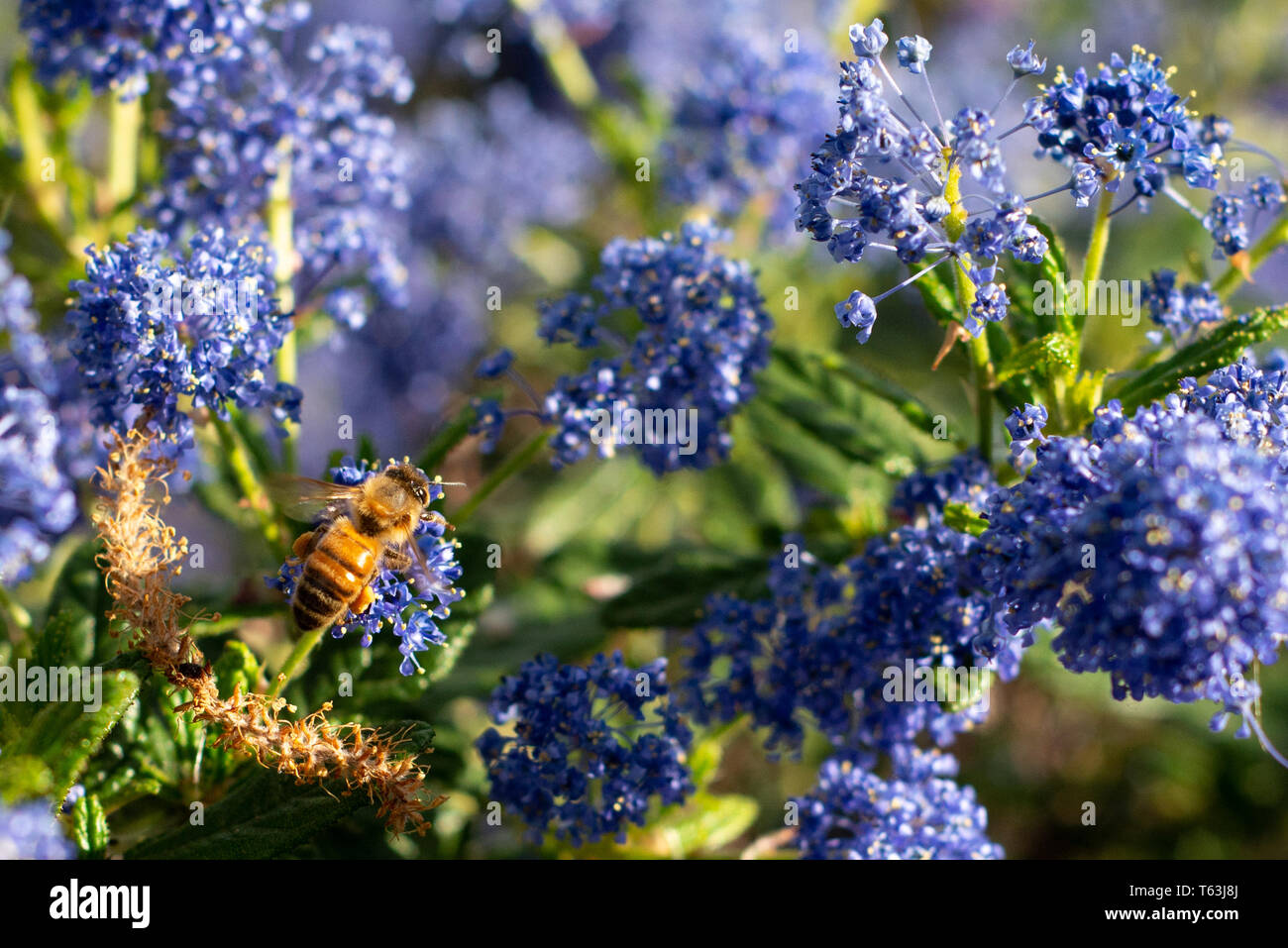 Honeybee raccogliendo il polline sui fiori selvatici blu Foto Stock