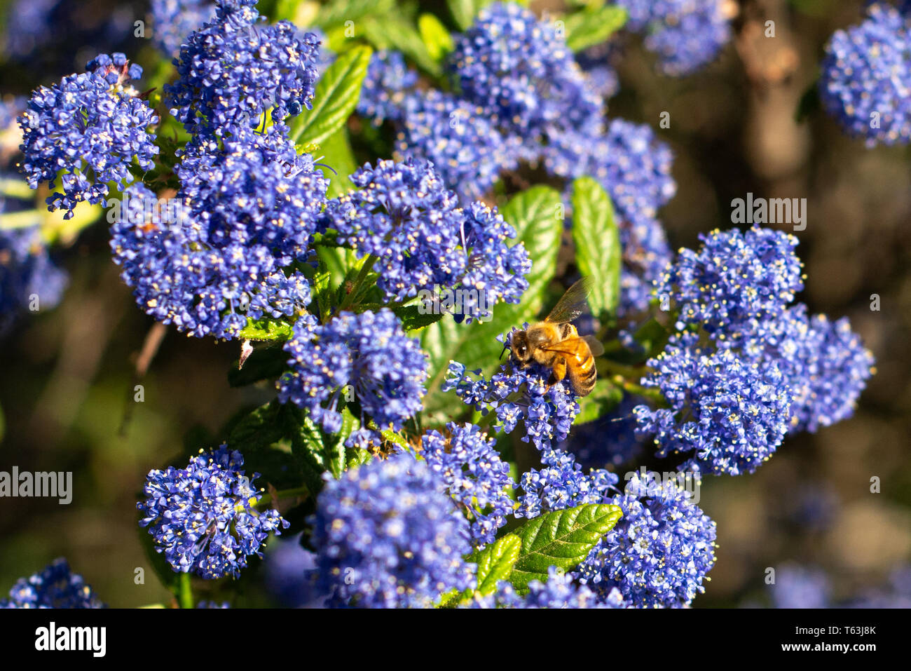 Honeybee raccogliendo il polline sui fiori selvatici blu Foto Stock