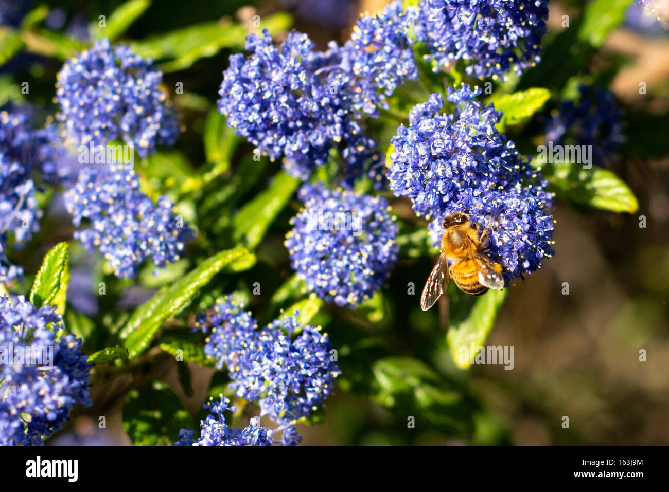 Honeybee raccogliendo il polline sui fiori selvatici blu Foto Stock