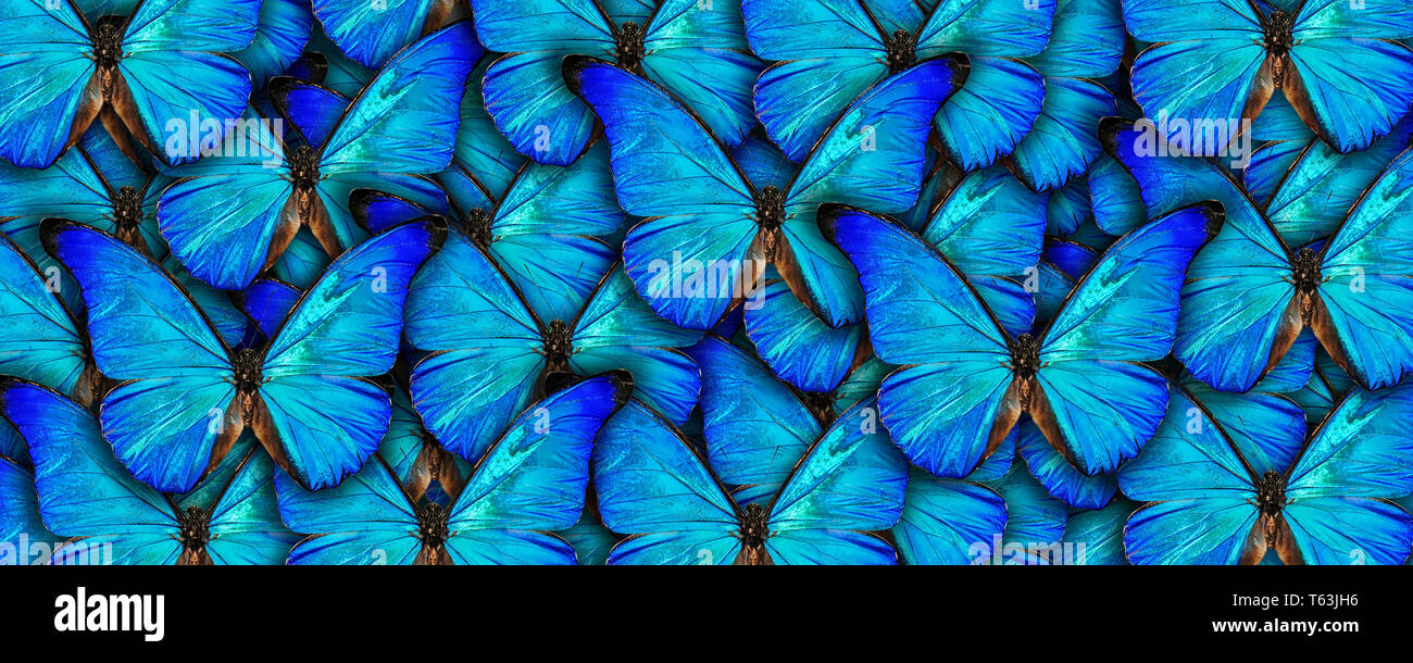 Bellissimo sfondo naturale con un sacco di vibrante blu butterflys. Photo Collage opera d'arte. Foto Stock