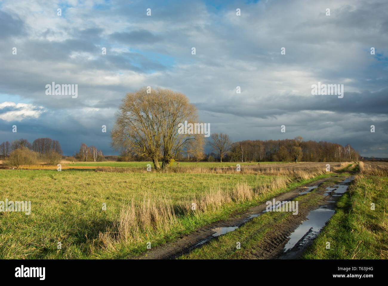 Pozzanghere sulla strada sterrata attraverso i campi, Willow Tree senza foglie e foresta in distanza, piovosa nuvole del cielo Foto Stock