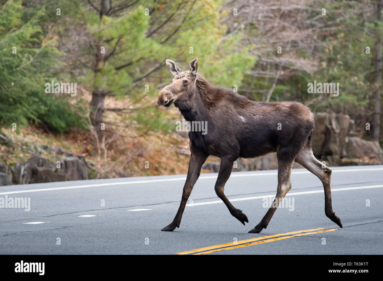 Un North American alci, Alces alces, attraversando un'autostrada nelle Montagne Adirondack, NY USA Foto Stock