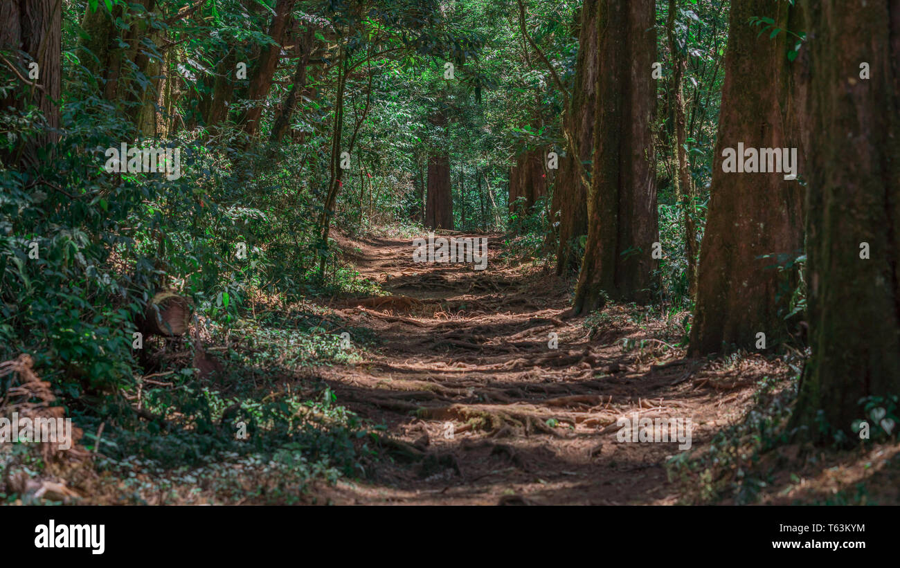 Un paesaggio fotografico della bella e magica percorso in 'Bosque de la Hoja', una foresta mountanious su di un versante della valle centrale, Costa Rica Foto Stock