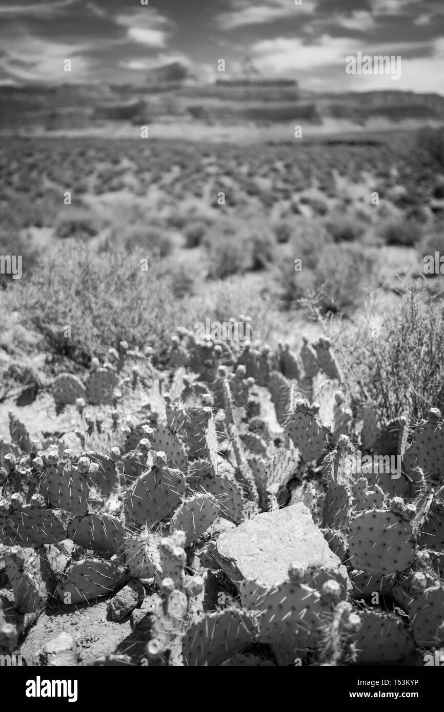 In bianco e nero di cactus presi con uno sfondo sfocato sul modo di altopiano punto dal giardino indiano al Grand Canyon National Park, Arizona, Stati Uniti d'America Foto Stock
