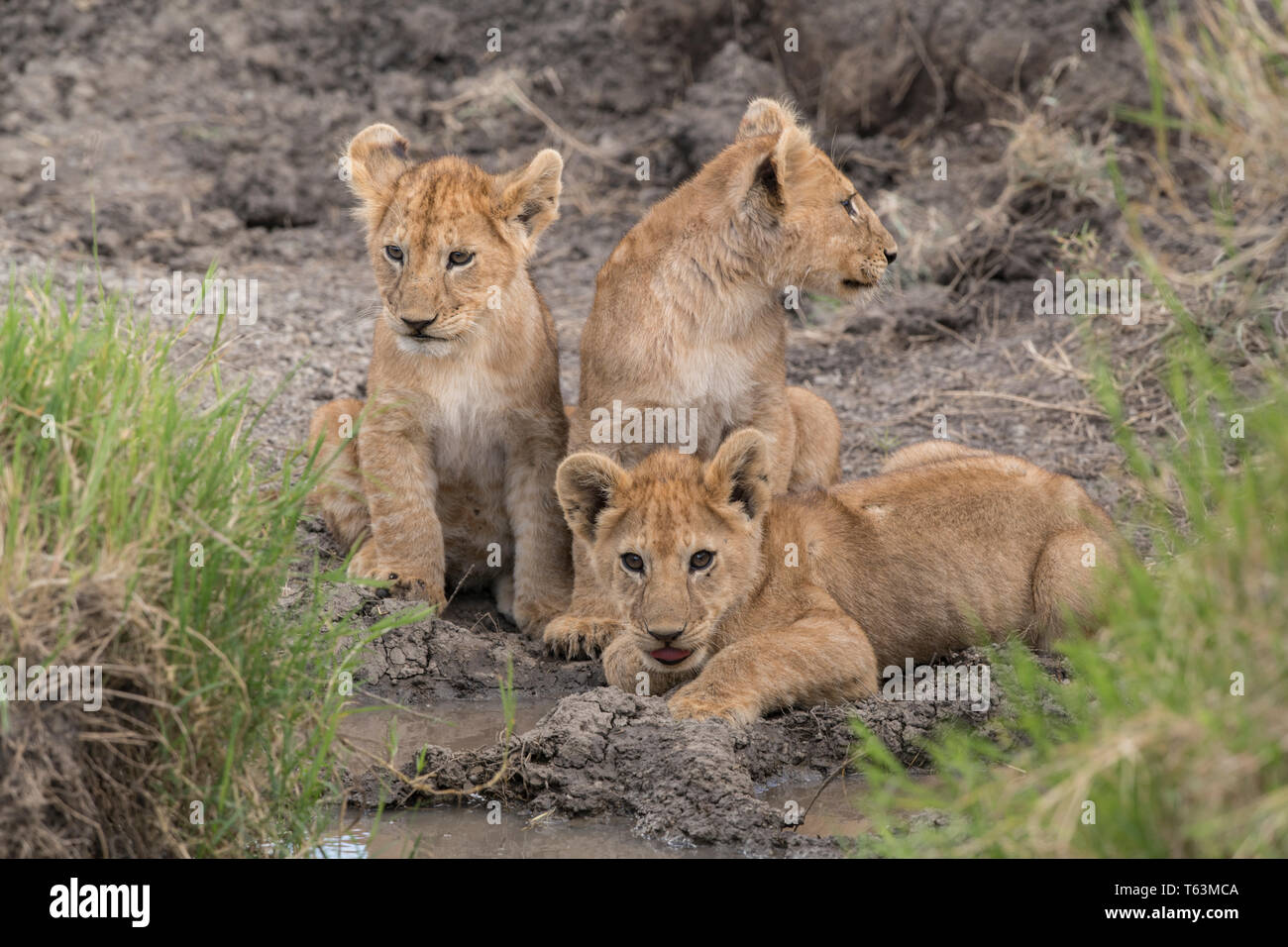 Lion cubs a waterhole, Tanzania Foto Stock