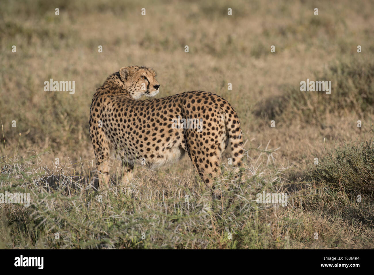 Ghepardo a Ndutu area, Tanzania Foto Stock