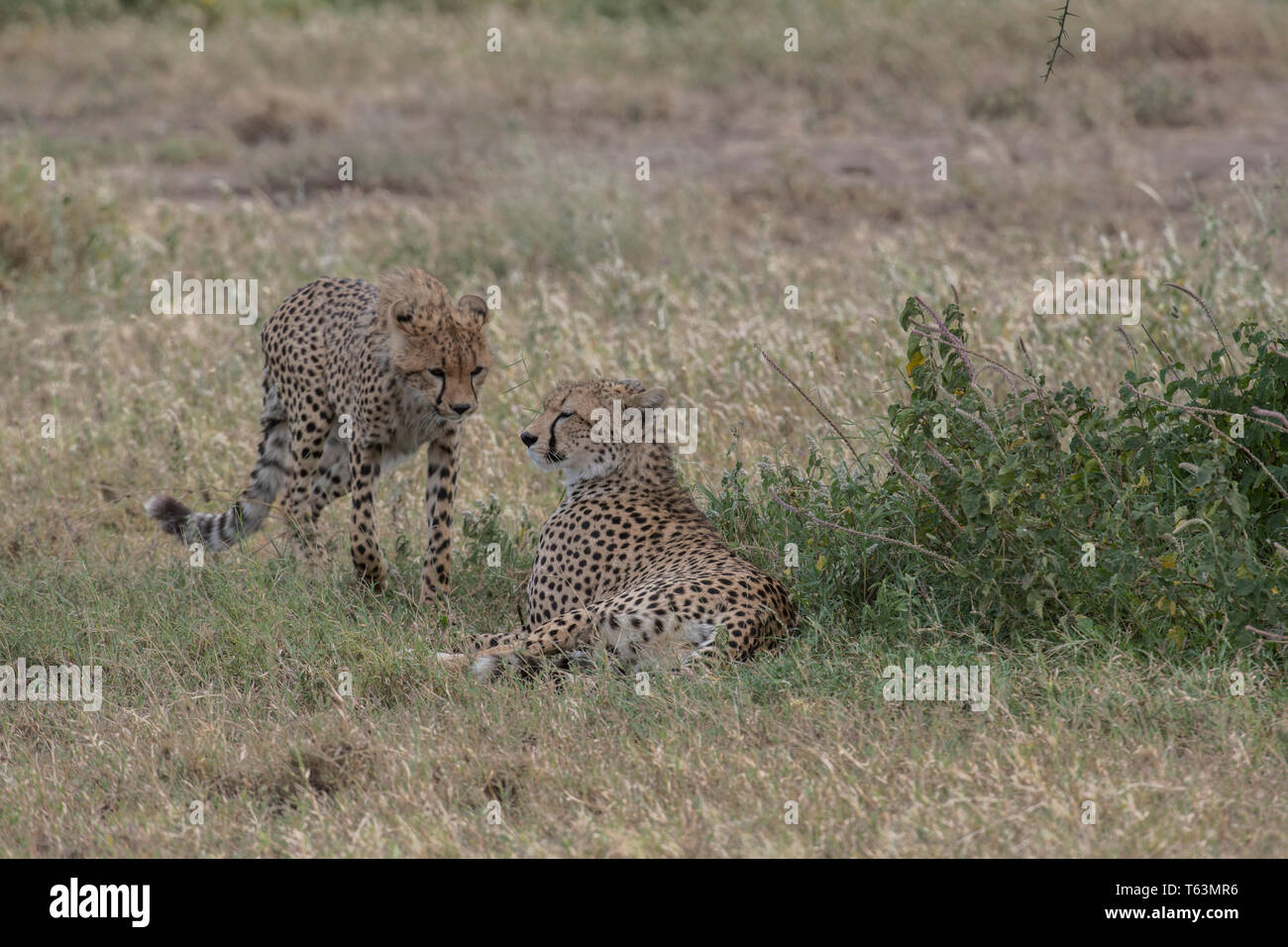 Cheetah cub avvicinando madre, Tanzania Foto Stock