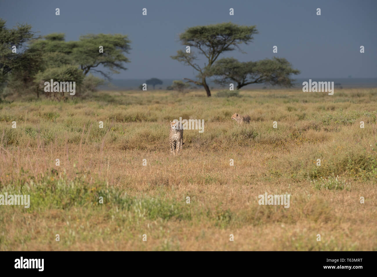 Ghepardo famiglia sulle pianure Ndutu, Tanzania Foto Stock