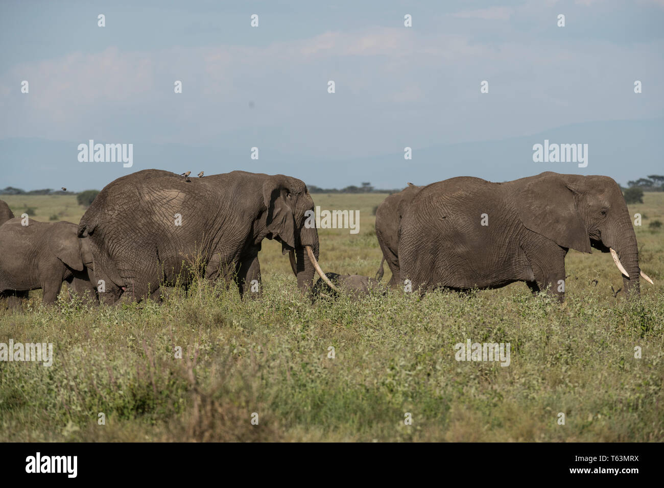 Gli elefanti nella riserva naturale di Ngorongoro, Tanzania Foto Stock